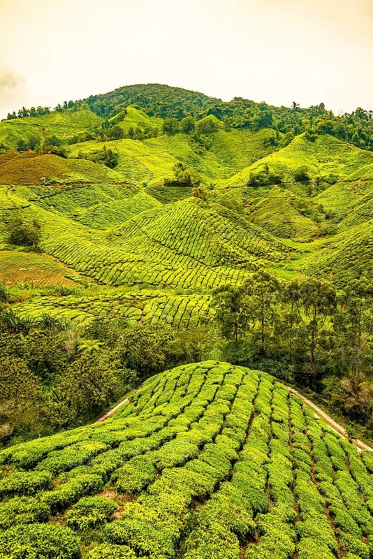 Tea plantations