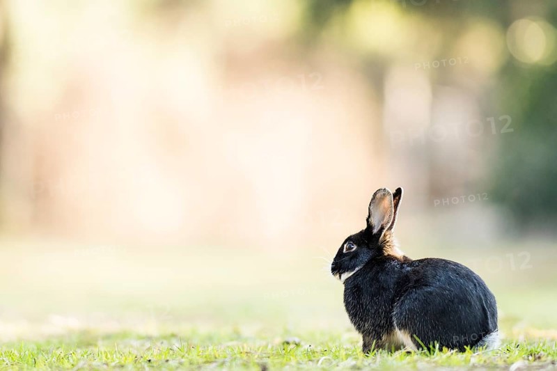 Wild rabbits