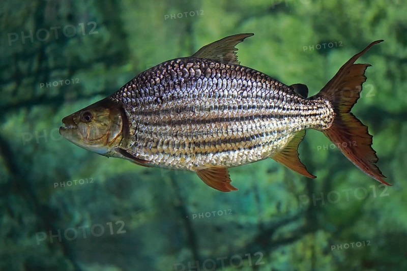 Goliath tigerfish