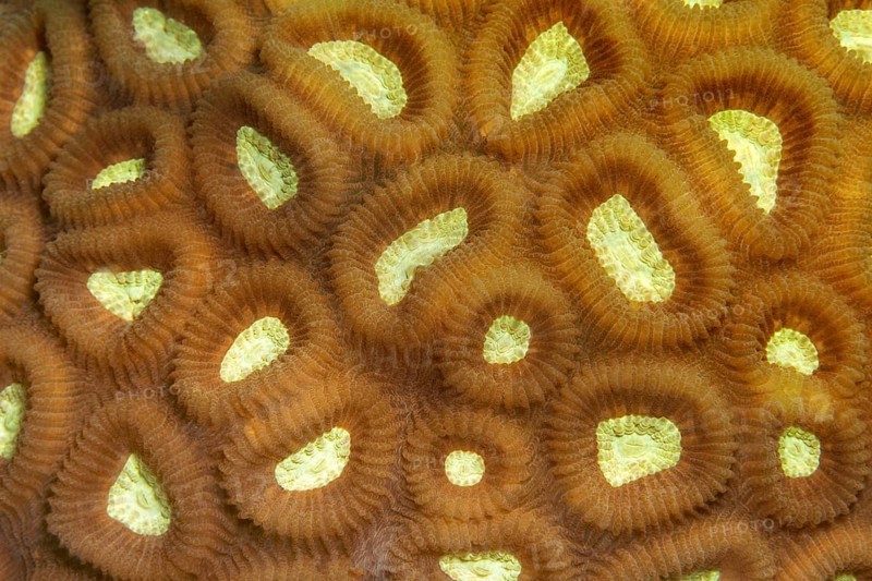 Favia stony coral
