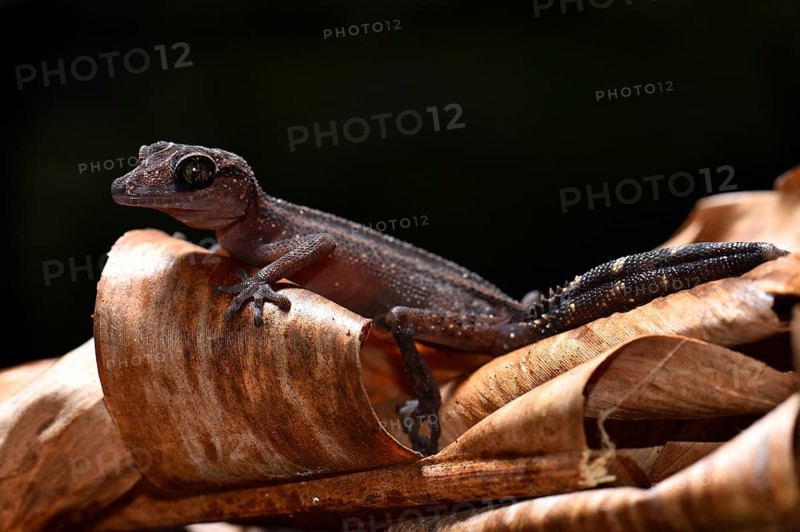 Great Headgecko