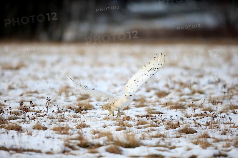 Snowy Owl