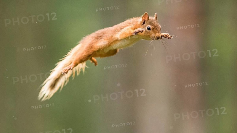 Eurasian red squirrel