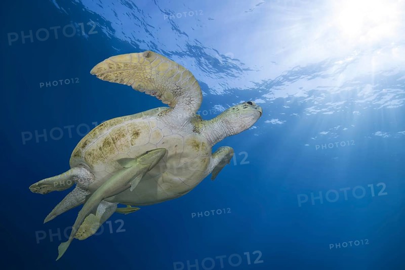 Green Sea Turtle