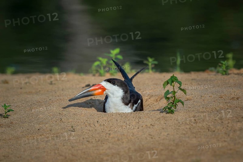 Black Skimmer