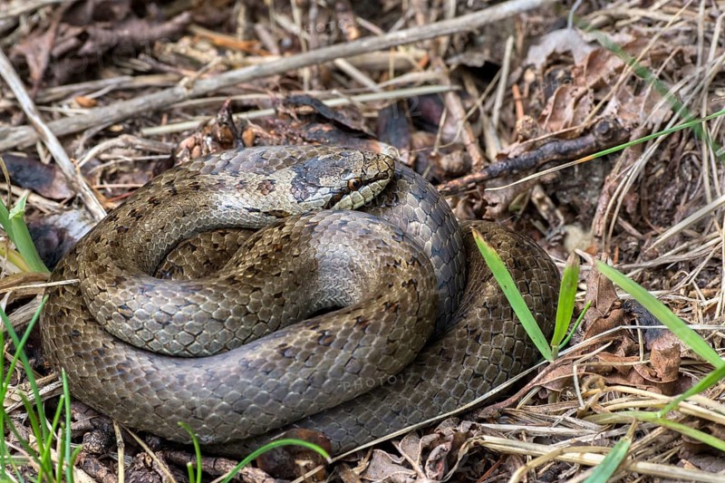 Smooth snake