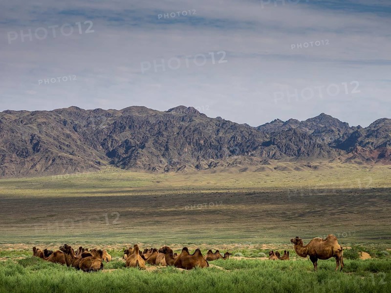 Camels