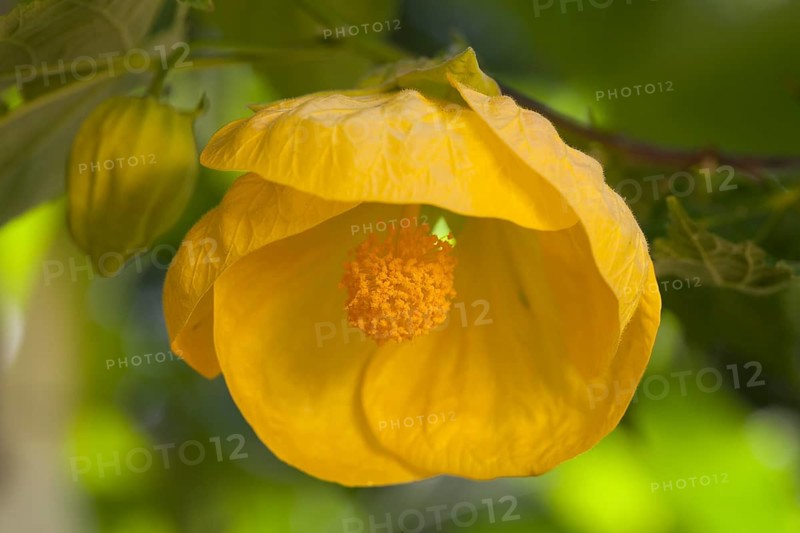 Yellow Indian mallow or velvetleaf