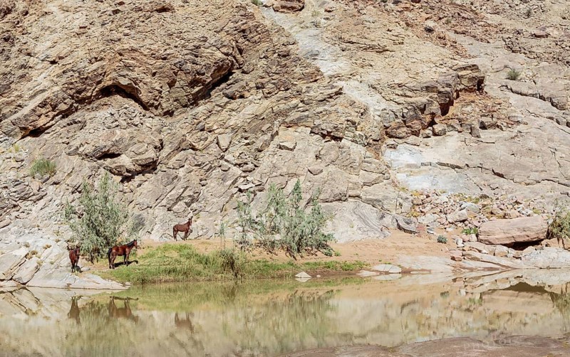 Wild horses