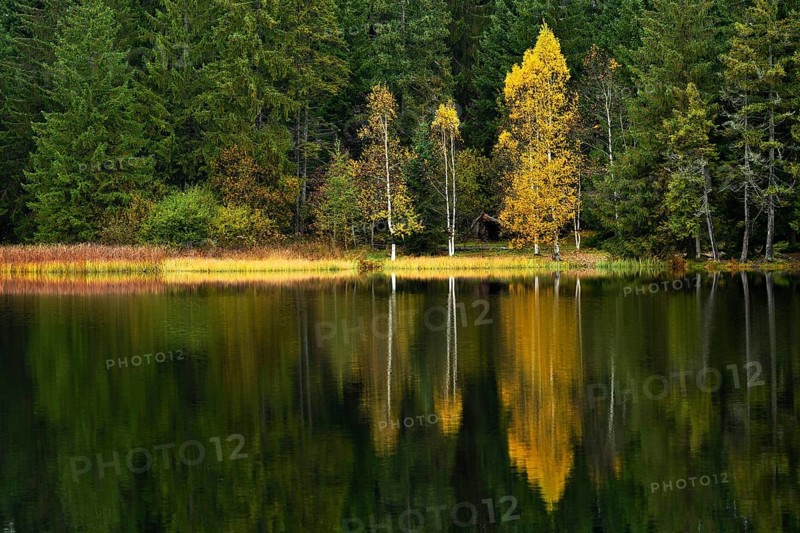 Trees reflected in lake