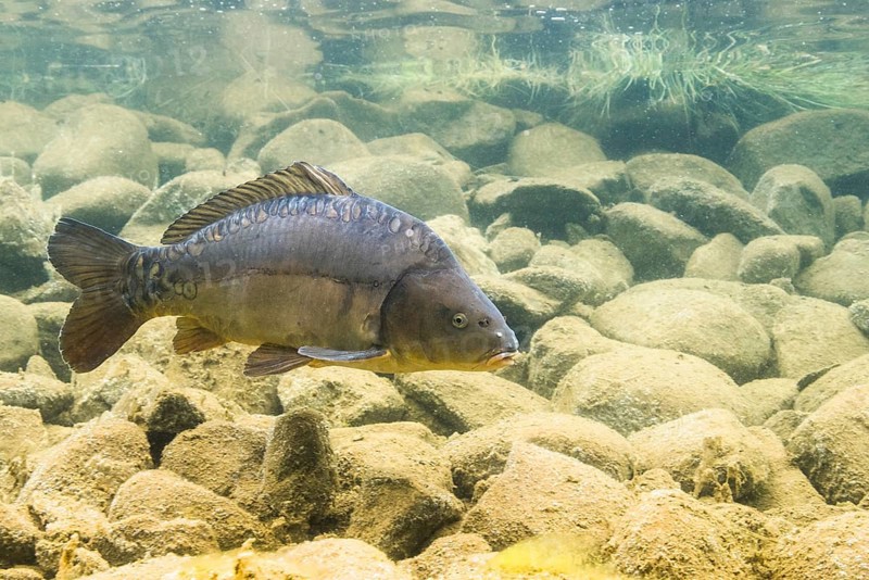 Mirror carp