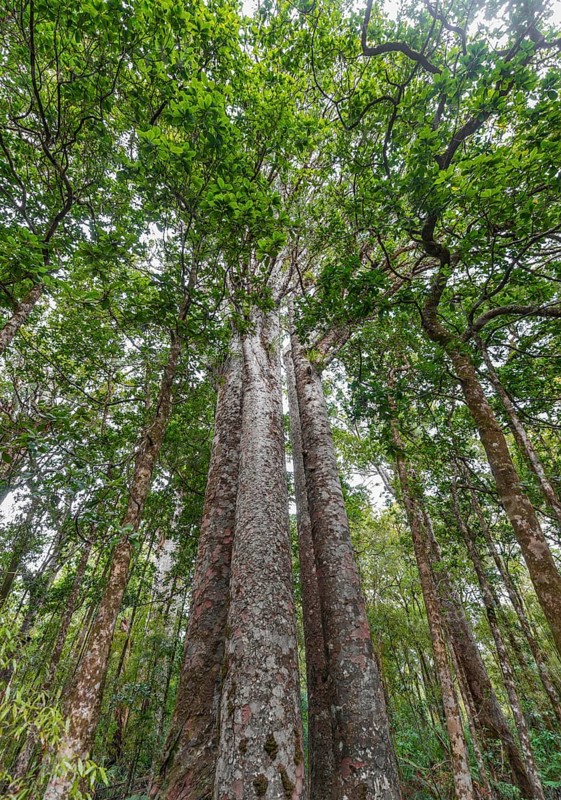 Four Kauri trees