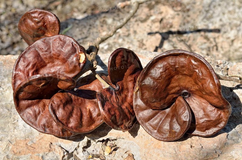 Seeds from the Guanacaste tree