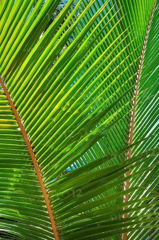 Palm leaf
