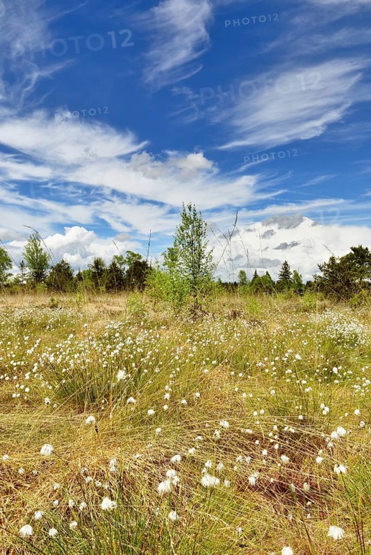 Hare's-tail cottongrass