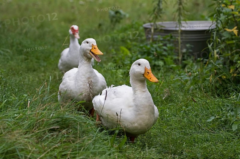 Two German Peking ducks