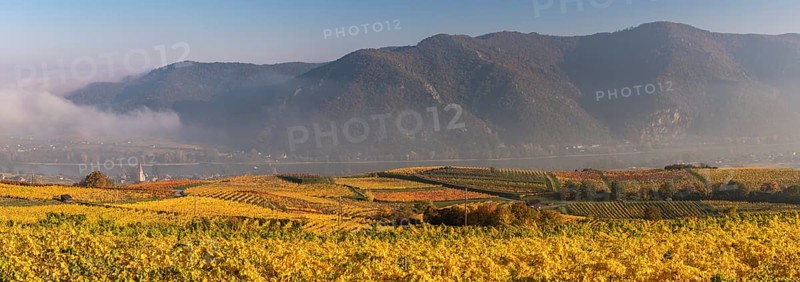 Autumnal vineyards
