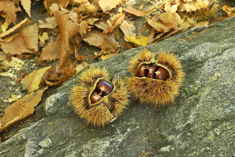 Two chestnuts