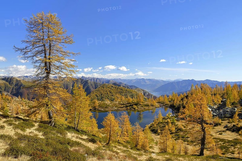 Larches