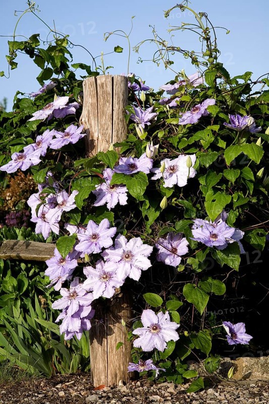 Flowering purple Clematis
