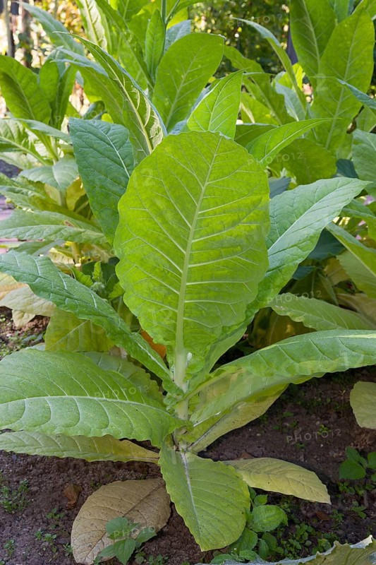 Tobacco