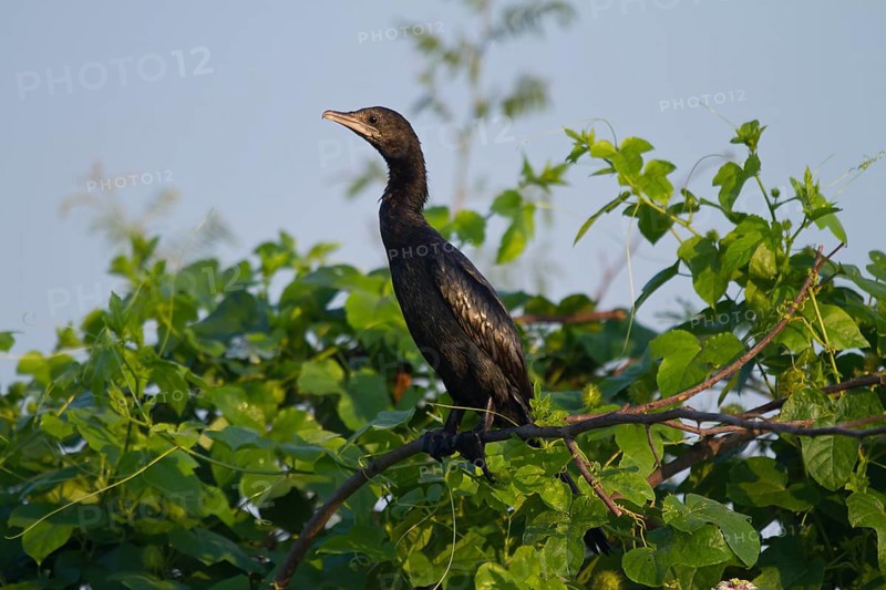 Little cormorant