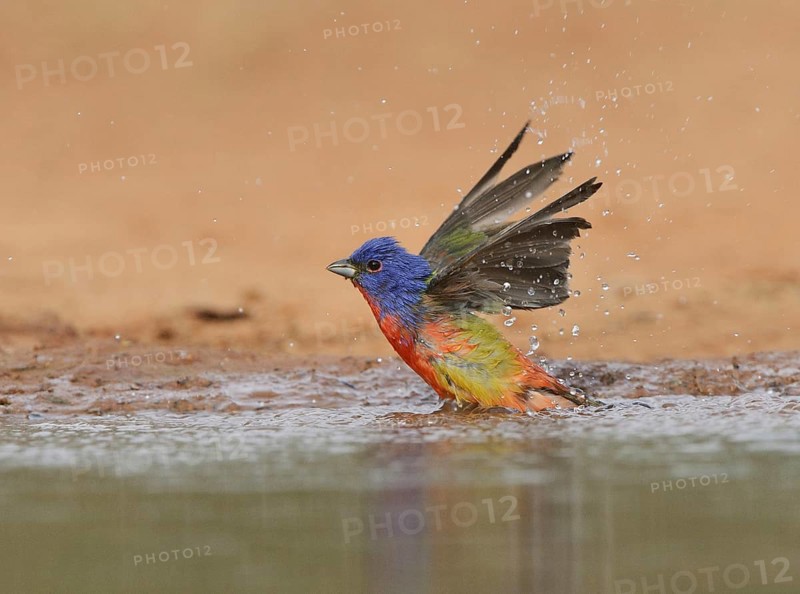 Painted Bunting