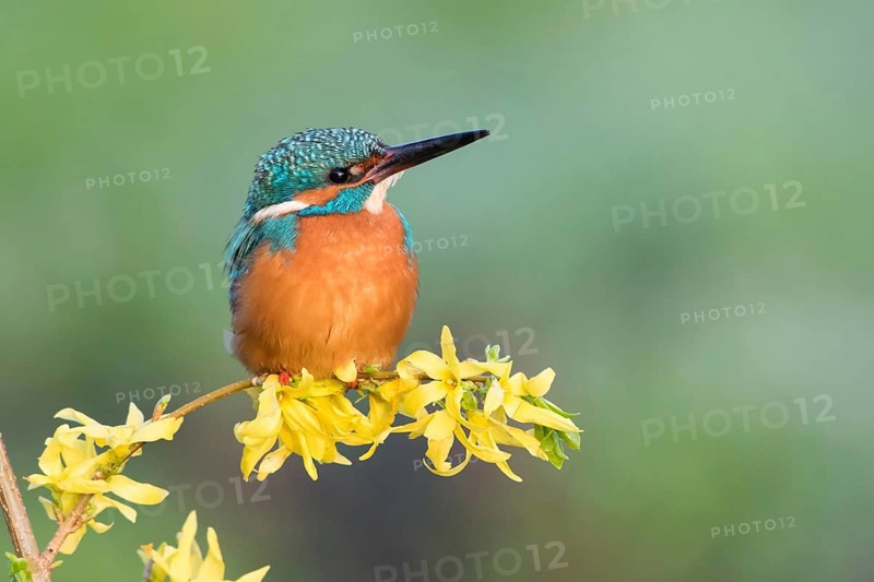Kingfisher