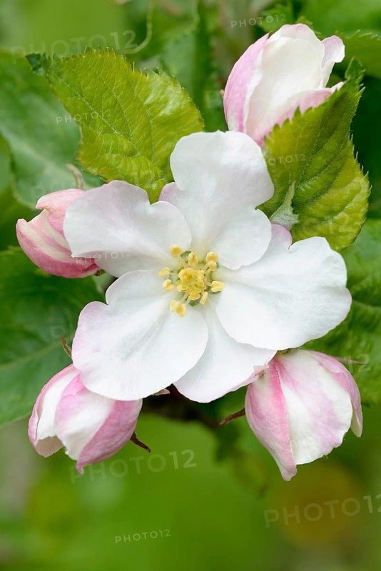 Apple tree blossom