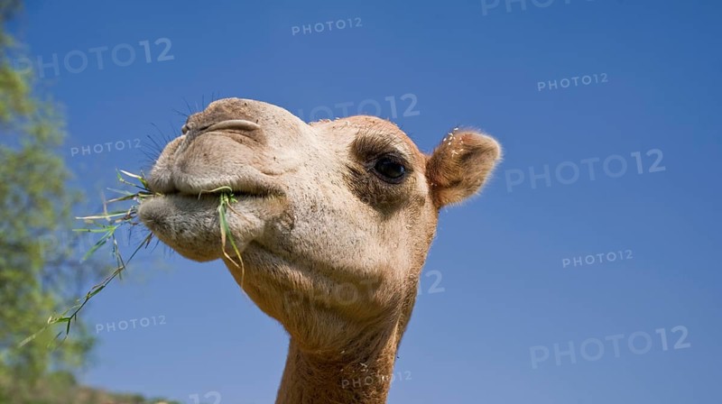 Dromedary