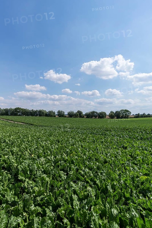 Sugar beet field