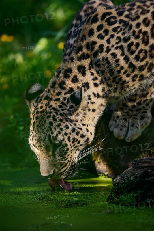 Persian leopard