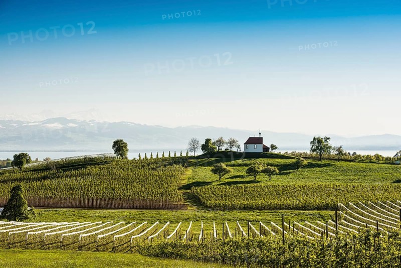 Apple plantation