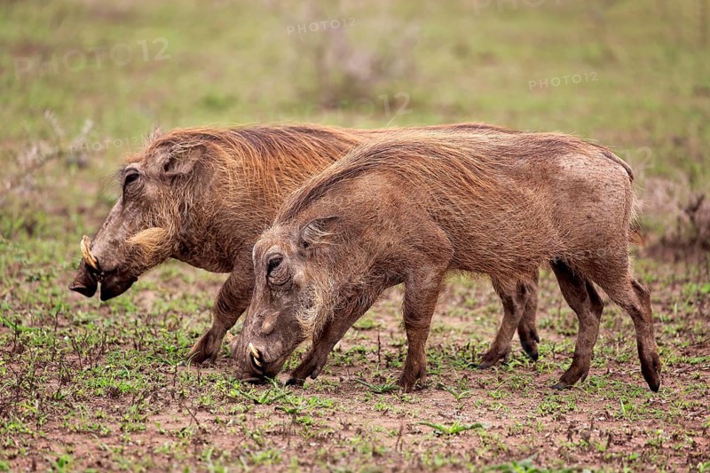 Warthog
