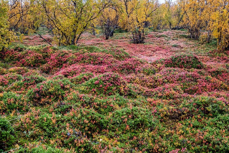 Autumnal forest floor
