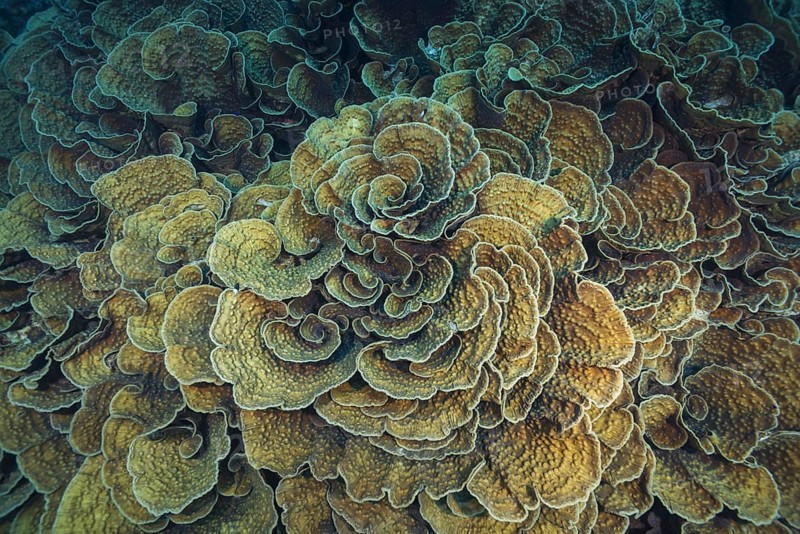 Stony Coral