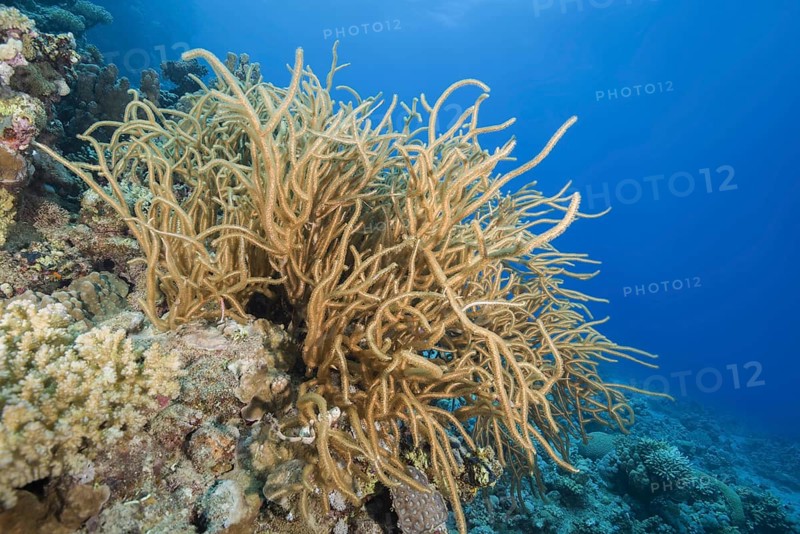 Bushy Whipcoral