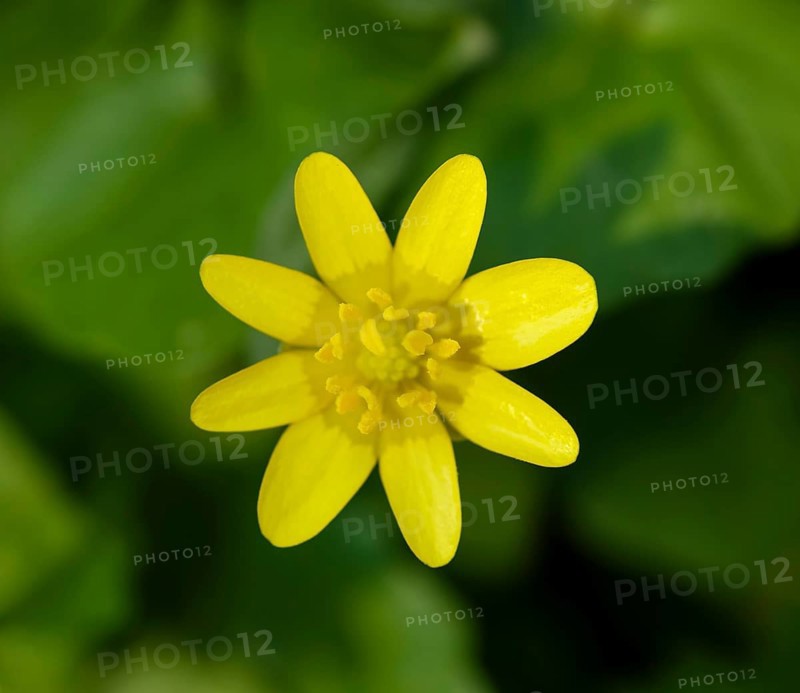 Yellow Lesser celandine