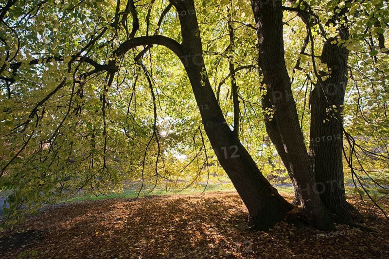 Old Small-leaved Lime