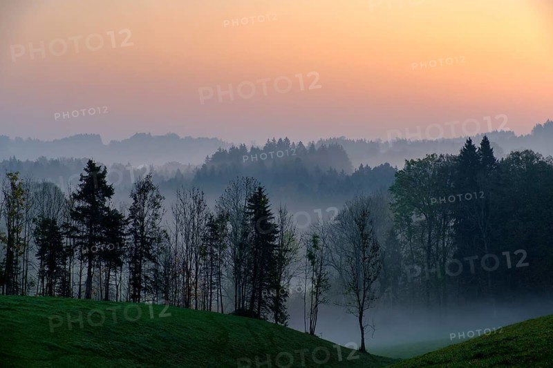 Dawn with mist over forest