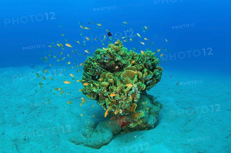 School of Longspine Anthias