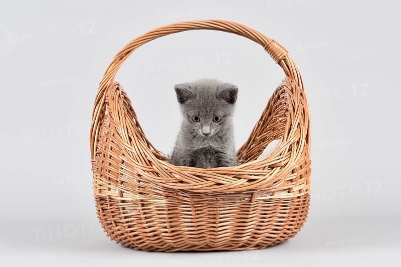 Russian Blue cat