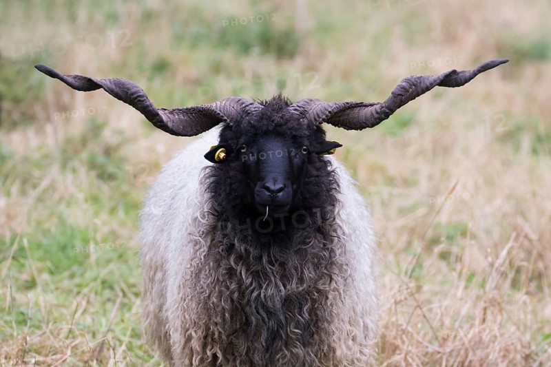 Racka sheep