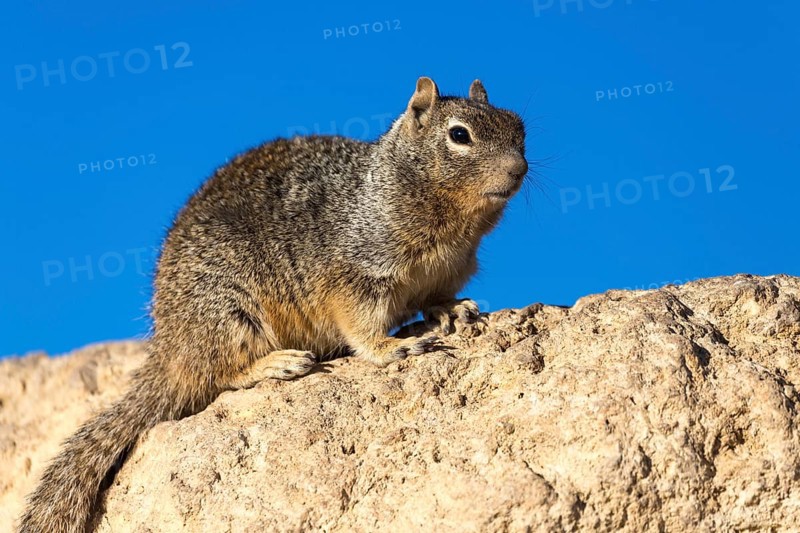 Rock squirrel