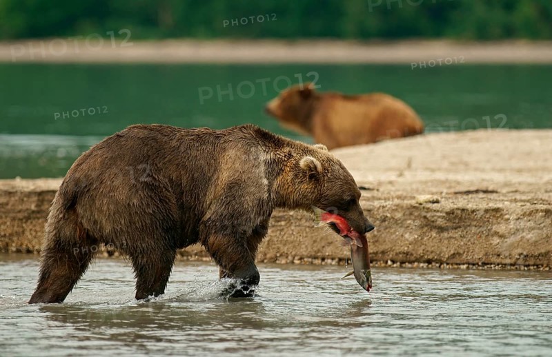 Brown bear