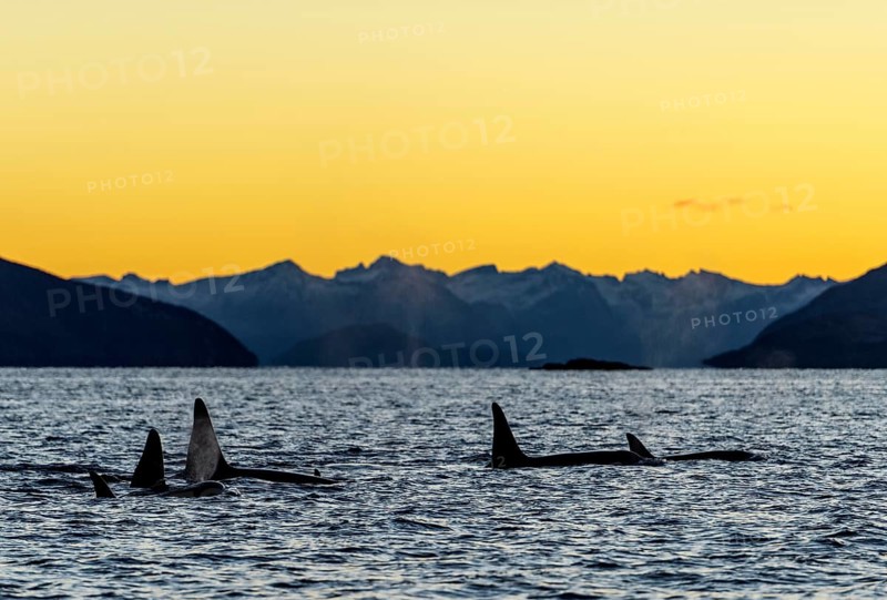 Orcas