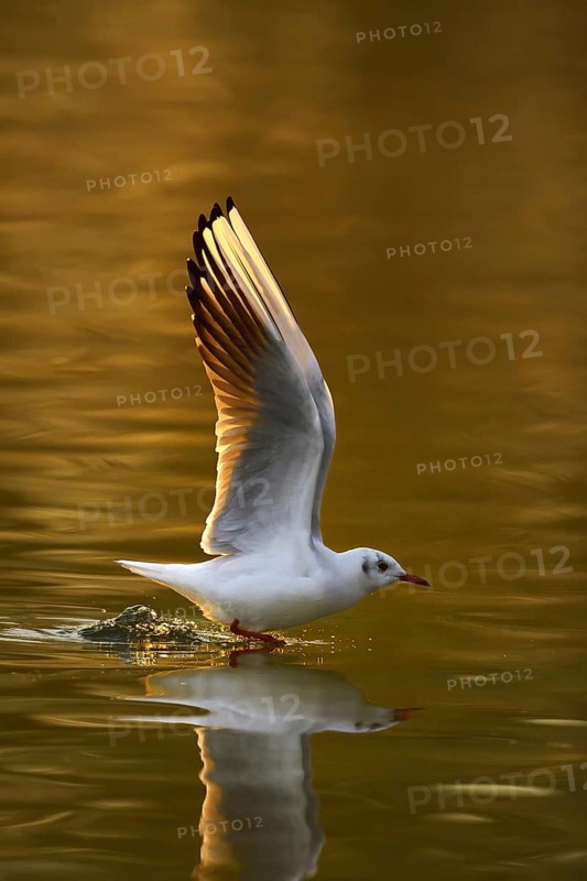 Black-headed gull
