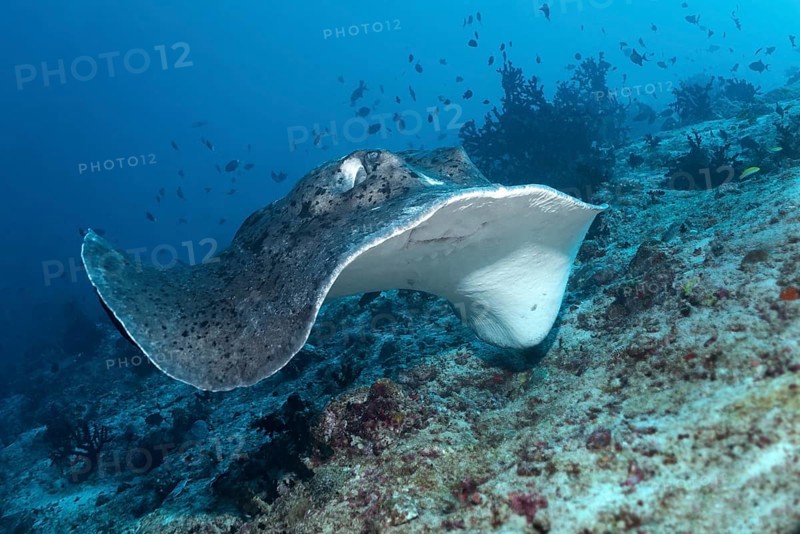Black-blotched stingray