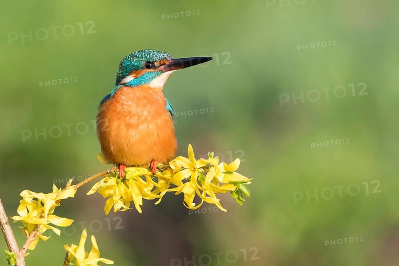 Kingfisher