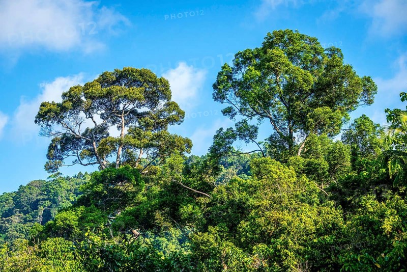 Giant trees